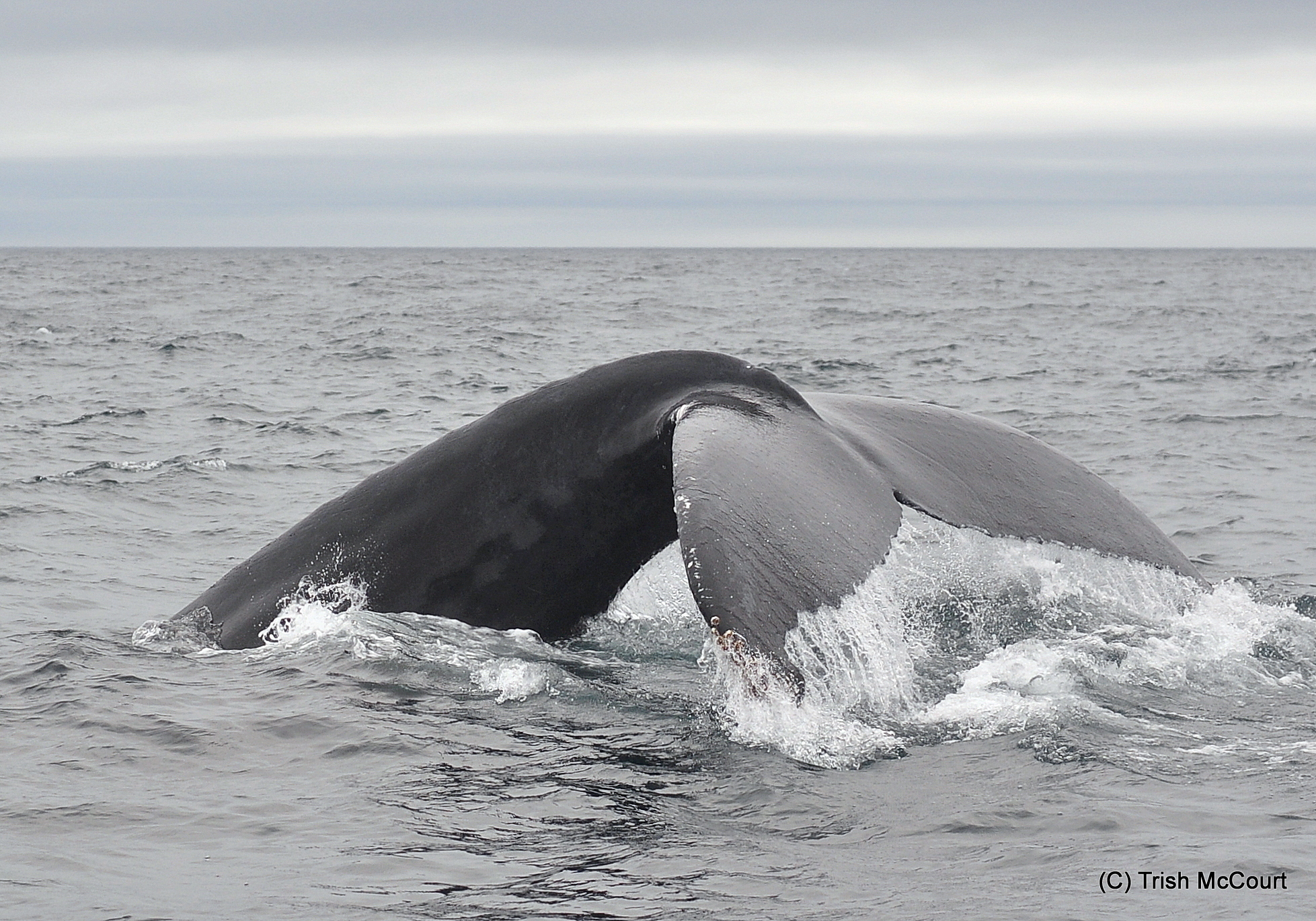 Brier Island Whale and Sea Bird Cruises