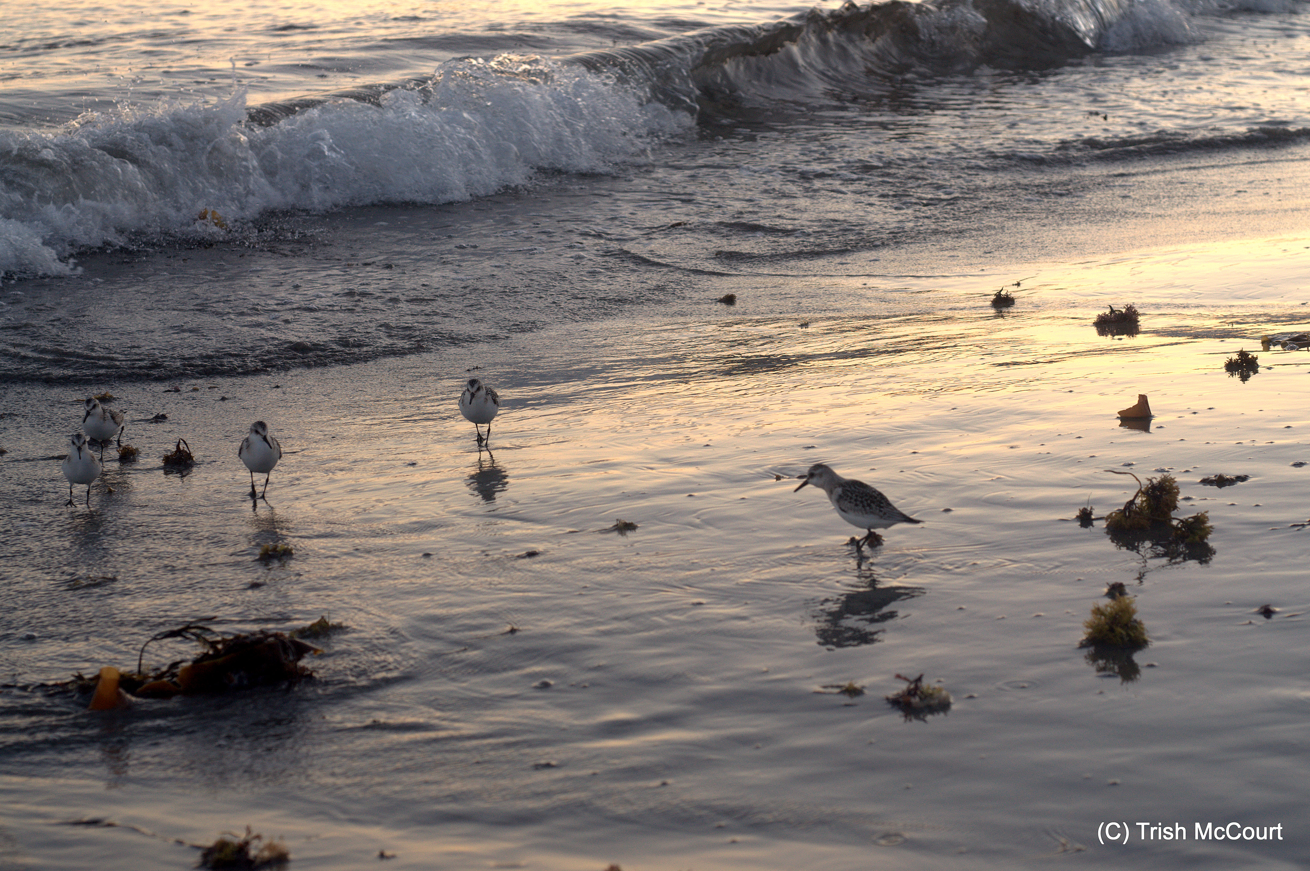 Ocean Paradise flock